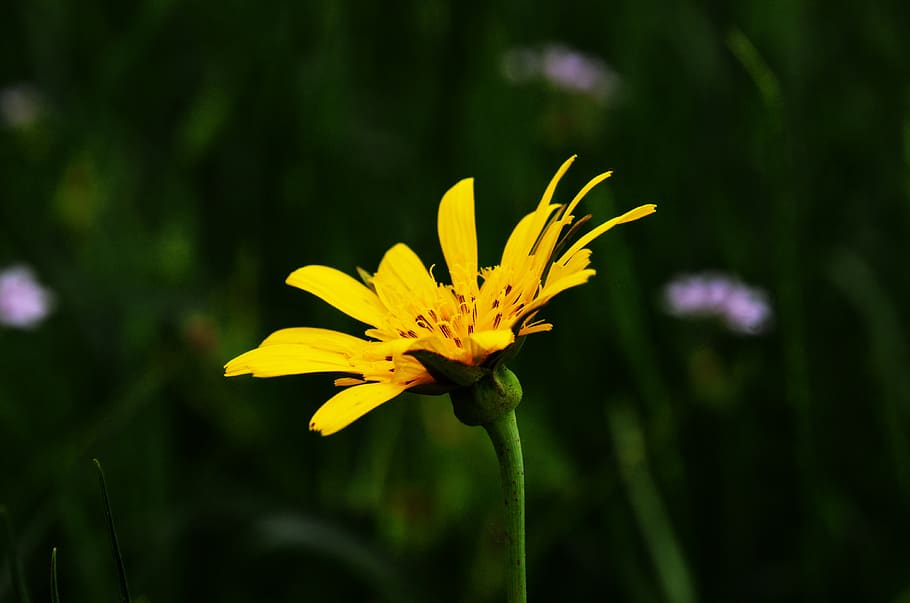 flower, spurge, wildflower, yellow, flora, inflorescence, blooming, plant, botany, meadow, nature