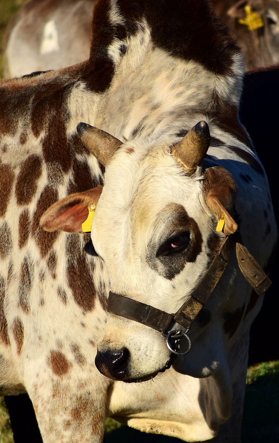 zebù, Manzo, mucca, bestiame al pascolo, bestiame simmentale, capo, corna, atteggiamento di pascolo, gamma, bestiame, ruminante