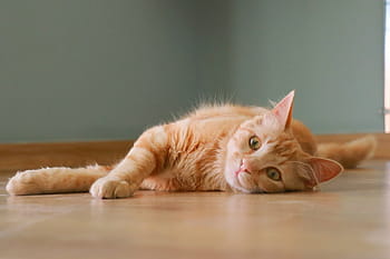 オレンジ、 トラ、 猫、 横になっている、 茶色、 床、 かわいい、 生姜、 ペット、 肖像画、 かわいい猫