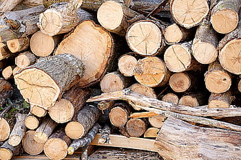 pile, brown, wood logs, plants, tree, branch, trunk, cut, fall, stock, logs