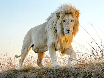 leone maschio, maschi, grande gatto, natura, animale, re, Il Re Leone, Leone, Africa, criniera di leone, gattopardo