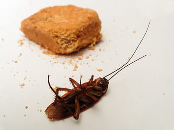 šváb, zvíře, detailní, dezert, večeře, špinavý, choroba, jíst, jídlo, zdravý, oběd
