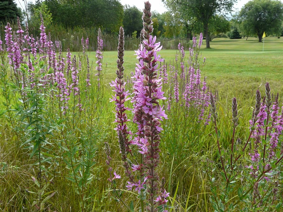 loosestrife, viola, flora, fiore, pianta, natura, estate, dilagante, Canada, Ontario, naturale