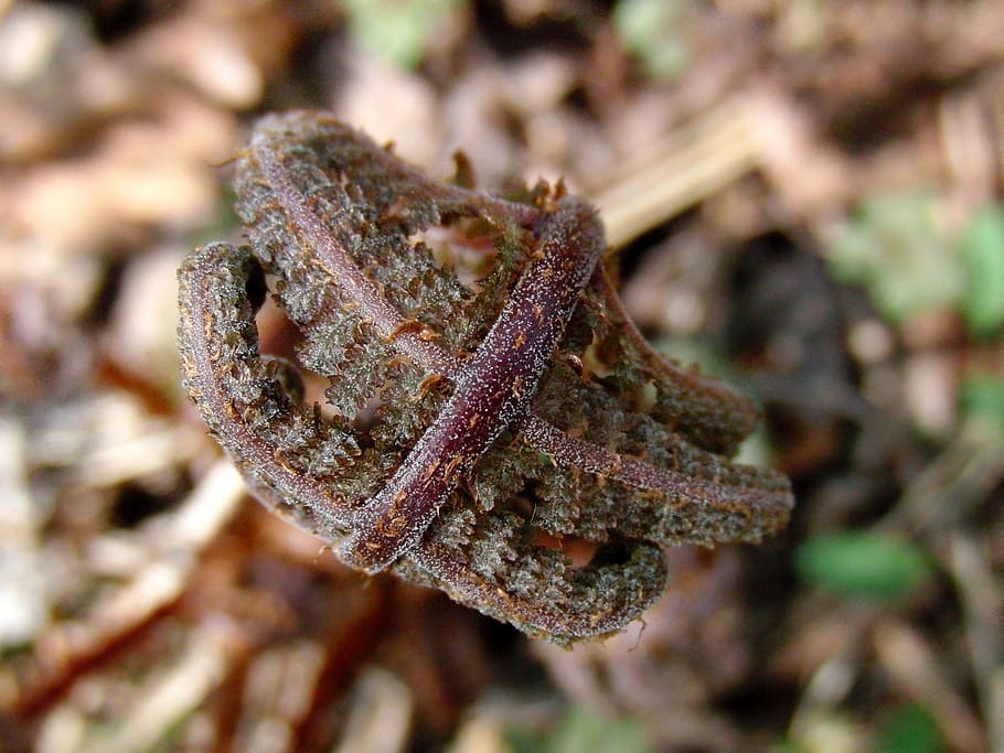 kapradina, výhonek kapradí, rostlina, Příroda, les, jaro, hnědé pozadí, makro, krupnyj plán