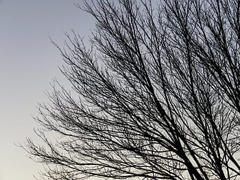 kahler Baum, Silhouette, Baum, ohne, Blätter, Sonnenaufgang, Bäume, Geäst, Himmel, Ast, Natur