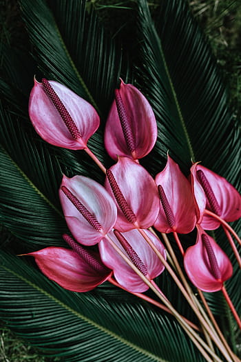 Colorido, exótico, flores, vegetación, flora, hoja, hojas, tropical, multicolor, naturaleza, planta