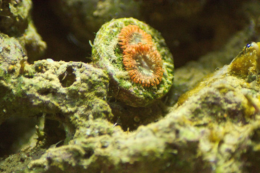 Zoa, corallo, acqua salata, polipo, acquario, scogliera