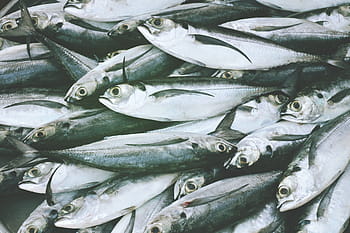 sale, food market, Fish, for sale, food/Drink, food, seafood, freshness, raw Food, animal, sea