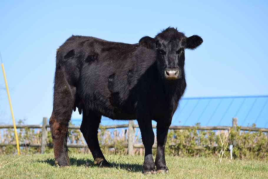 černá kráva, černá, farma, farma, zvíře, kráva, Černá, hospodařit, zvíře, Příroda, hovězí, zemědělství, země