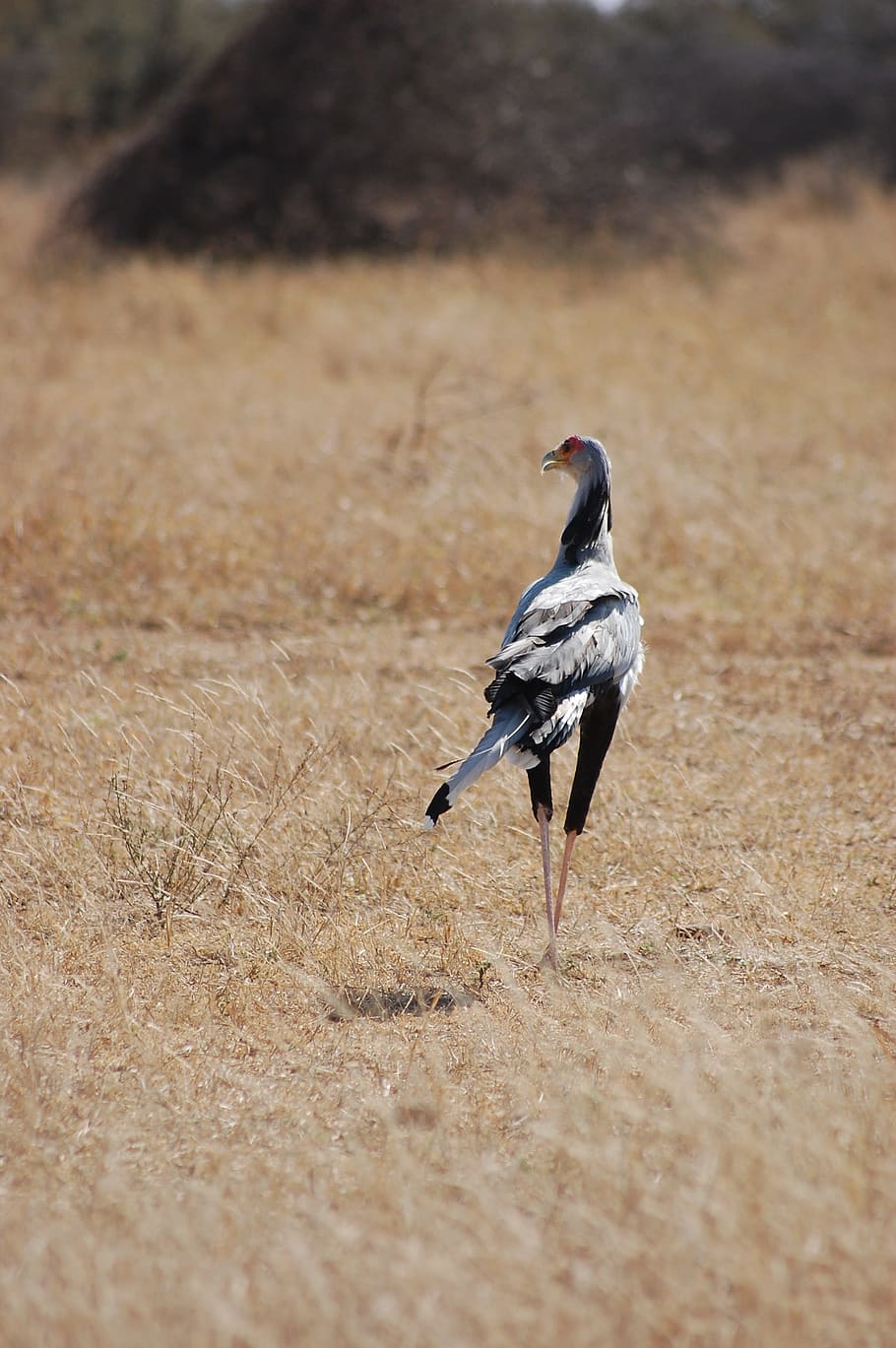 sekretářka pták, pták, peří, stojící, Afrika, ptačí, aves, fauna, avifauna, dravec