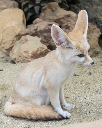 bianca, beige, Fennec Fox, Volpe, volpe di sabbia, vulpes, animale, selvaggio, mammifero, carnivoro, carina