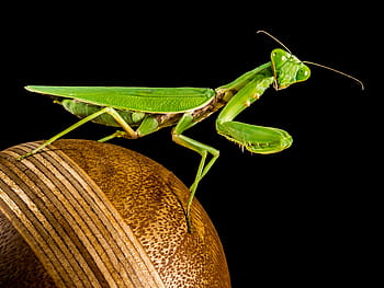 close-up photo, green, praying, mantis, praying mantis, fishing locust, close