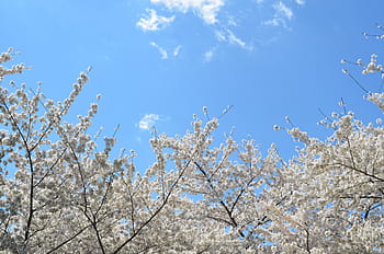 white leafed trees, white, flowers, day, time, blue, sky, clouds, nature, cherry, blossoms