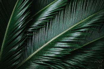 colorato, esotico, fiori, verdura, flora, foglia, le foglie, tropicale, multicolore, natura, Palma