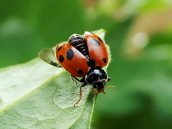 spatřen jantar beruška, Jižní Afrika, slunéčko sedmitečné, Příroda, hmyz, brouk, Červené, coccinellidae, malý, list