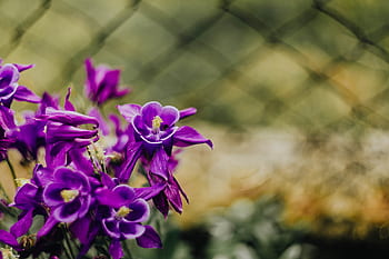 Aquilegia vulgaris, flores, púrpura, aguileña europea, violeta, flora, floral, floración, flor, botánico, floreciente