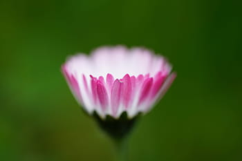 detailní, fotografování, růžový, bílý, osteospermum poupata, sedmikráska, květ, bellis filozofie, Červené, nabídka, víceletý sedmikráska