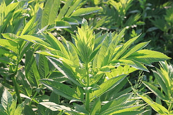 danewort, ebulus, podána, zelená, sambucus, rostlin