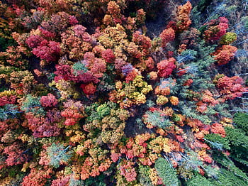 aerial, trees, woods, forest, drone, green, orange, summer, season, fall, autumn