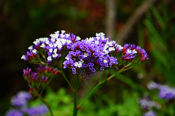 bílý, nachový, kvetoucí rostliny, okřídlený pláž lilac, květ, limonium sinuatum, pláž lilac, limonium, rostliny s kořeny, plumbaginaceae, modrý