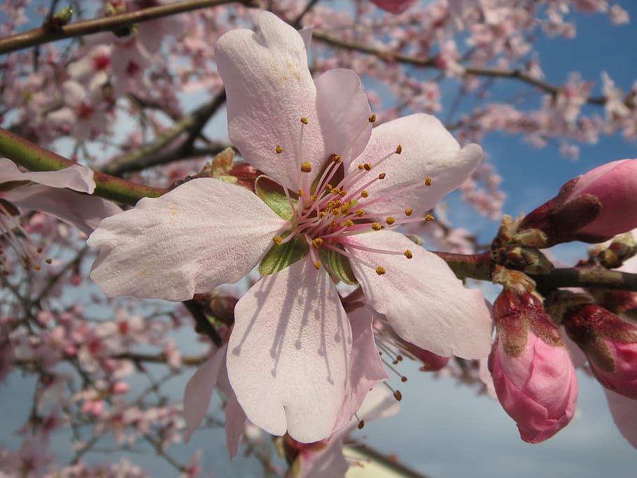 prunus dulcis, mandle, badam, makro, kvetoucí, strom, jaro, flóra, botanika, rostlina, druh