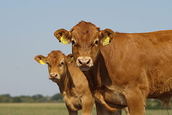 limusine, gado, pasto, agricultura, raças de carne, fazenda, marrom, ruminante, carne, vaca, bezerro