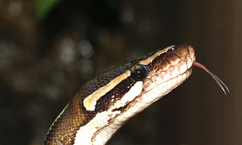 serpente, pitone palla, python regius, bellezza, Marrone, ballpyhton, mojave, capo, esotico, vicino, boa