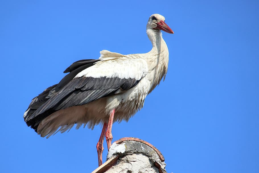 stork, weisssorch, bird, animal world, nature, animal