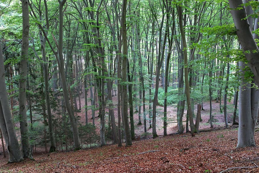 deciduous forest, forest, trees, nature, landscape, leaves, tribe, forests, aesthetic, autumn, book