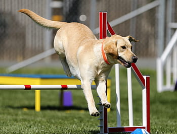 anjing coklat berlapis pendek, Labrador Retriever, Agility, Dog, Olahraga, olahraga anjing, kompetisi, hewan domestik, hewan, aktivitas