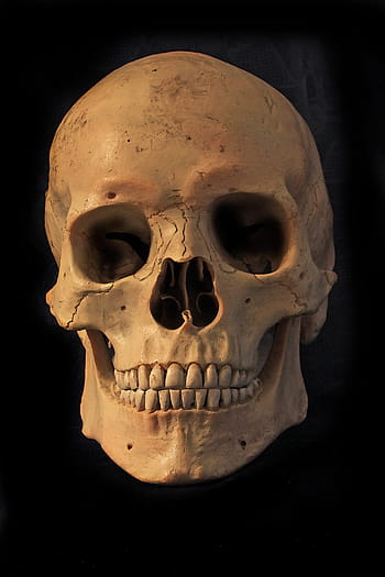 white skull, human skull, skull and crossbones, skeleton, skull, bone, skull bone, mortal, dead, death, horror