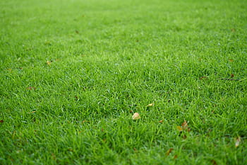 pole, zelená, tráva, Příroda, Pozadí, Krásná, zahrada, barva, barevný obraz, složení, rostlina