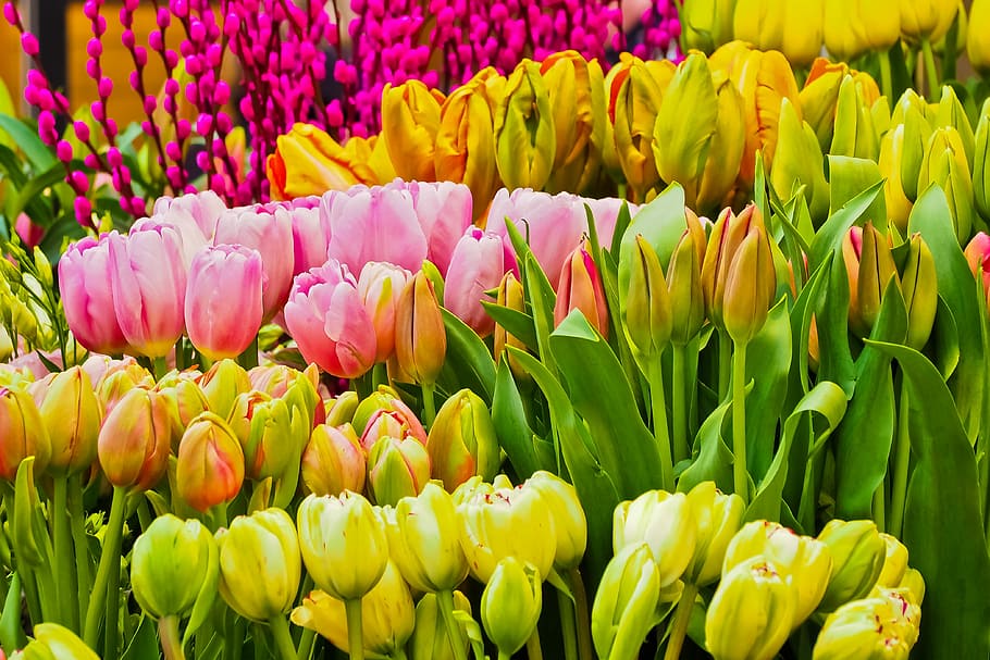 盛り合わせ色のチューリップの花、 花、 春、 季節、 自然、 春の花、 黄色の花、 植物、 ホール、 切り花、 美しい