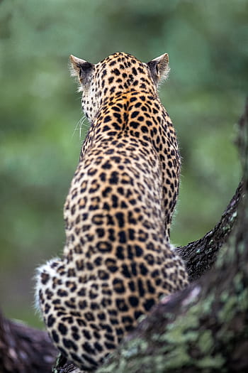 leopardo, natura, animale, Africa, modello, pelliccia, natura selvaggia, habitat, gatto, foresta pluviale, albero