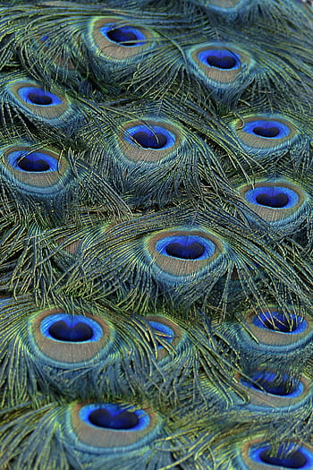 piuma di pavone, pavone, piume, blu, uccello, natura, colorato, modello, animale, vivace, maschio