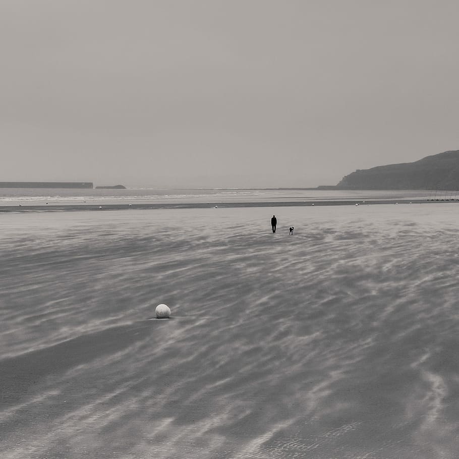 Beach, Go, Walkies, Dog, Relaxation, go walkies, coast, sea, ocean, movement, animal