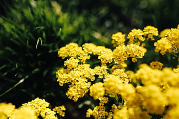 小さな黄色い花、 小さな、 黄色、 花、 夏、 植物、 自然、 咲く、 春、 屋外、 クローズアップ