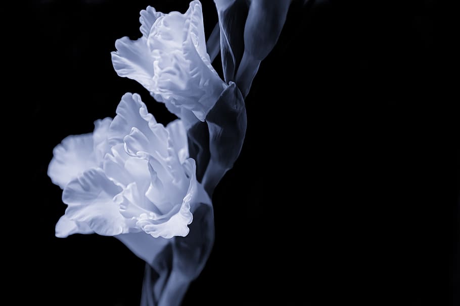 flower, gladiolus, nature, plant, bright, botany, blossomed, flora, white, wallpaper, mothersday