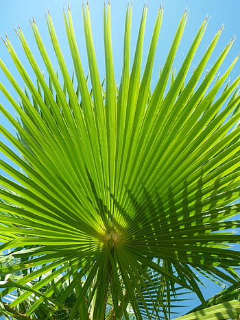 pianta di palma verde, Palma, le foglie, Washingtonia, estate, sole, ombra, albero, fan, verde, cielo