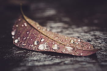acqua, foglia, macro, avvicinamento, rugiada, pioggia, gocce, bagnato, natura, ambiente, clima