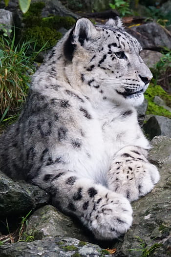 snow leopard, laying, gray, boulder, dormant, predator, animal, wildlife, carnivore, nature, undomesticated Cat
