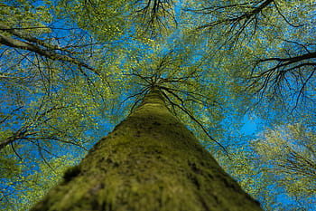 ver, vue sur les yeux, vert, feuillu, arbre, vue, la photographie, feuille, la nature, des arbres, feuilles