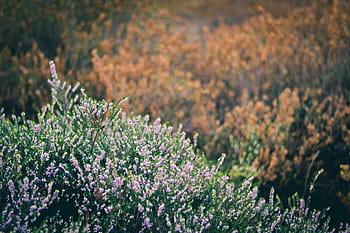giardino di fiori, giardino, fiore, fiori, grigio, verde, arancia, rosa, piante, natura, all'aperto
