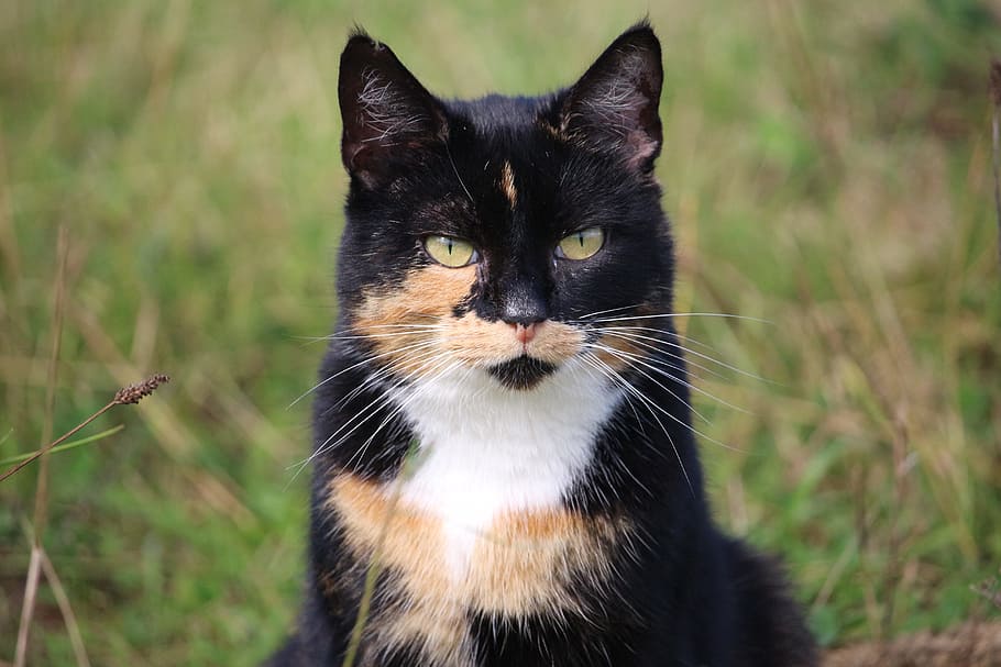 short-coated, black, brown, white, cat, lucky cat, mieze, domestic cat, three coloured, cat face