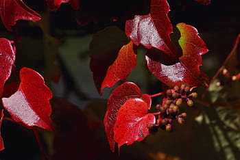 vine, wine partner, leaves, autumn, leaf, red, fall foliage, emerge, autumn colours, color, plant