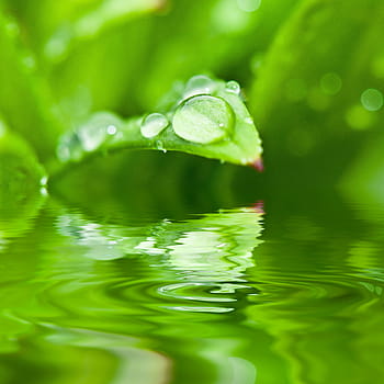 สีเขียว, พืชใบ, น้ำค้างหยด, ร่างกาย, น้ำ, หยด, น้ำค้าง, Dewdrop, หยดน้ำ, ใบไม้, halm