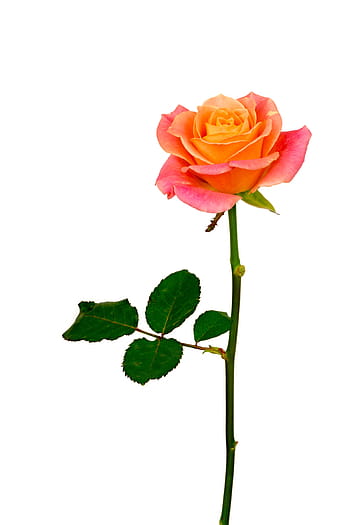 červená růže květ, květ, růže, oranžový, růžový, růžová růže, květiny, makro, růže květina, okvětní lístek, květu hlavy