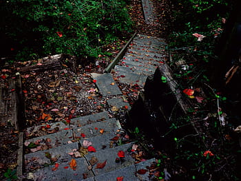 Stairs, Path, Hiking, Nature, Autumn, fall, climbing, stairway, staircase, walkway, outdoor