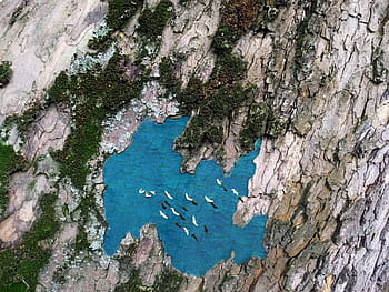 lake, platanus, lake platanus, tree, bark, plane, moss, birds, aerial, trunk, water