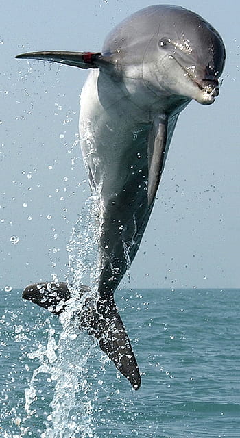 szary delfin, delfin, skoki, skaczący, pływanie, skok, ssak, Natura, morski, ocean, morze